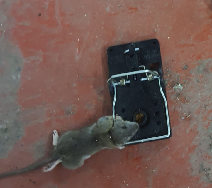 Poison-free IPM on Brecon Beacons farm landscape near Talgarth and Black Mountains